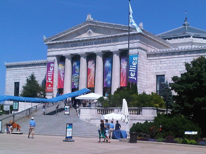 Shedd Aquarium image