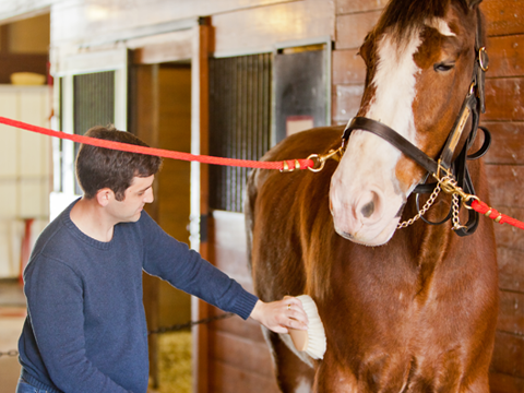 Budweiser Clydesdale at Grant' Farm