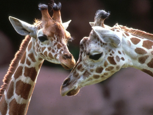 Giraffes at Saint Louis Zoo